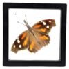 American Snout (Libytheana carinenta) - Framed Entomology Specimen