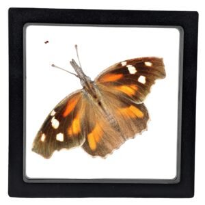 American Snout (Libytheana carinenta) - Framed Entomology Specimen