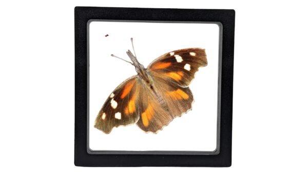 American Snout (Libytheana carinenta) - Framed Entomology Specimen