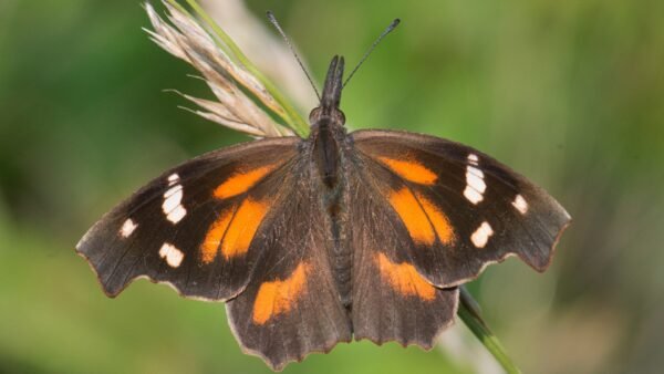 American Snout (Libytheana carinenta) - Framed Entomology Specimen