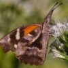 American Snout (Libytheana carinenta) - Framed Entomology Specimen