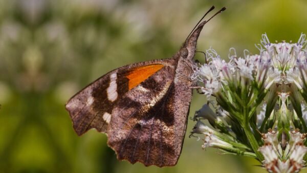 American Snout (Libytheana carinenta) - Framed Entomology Specimen