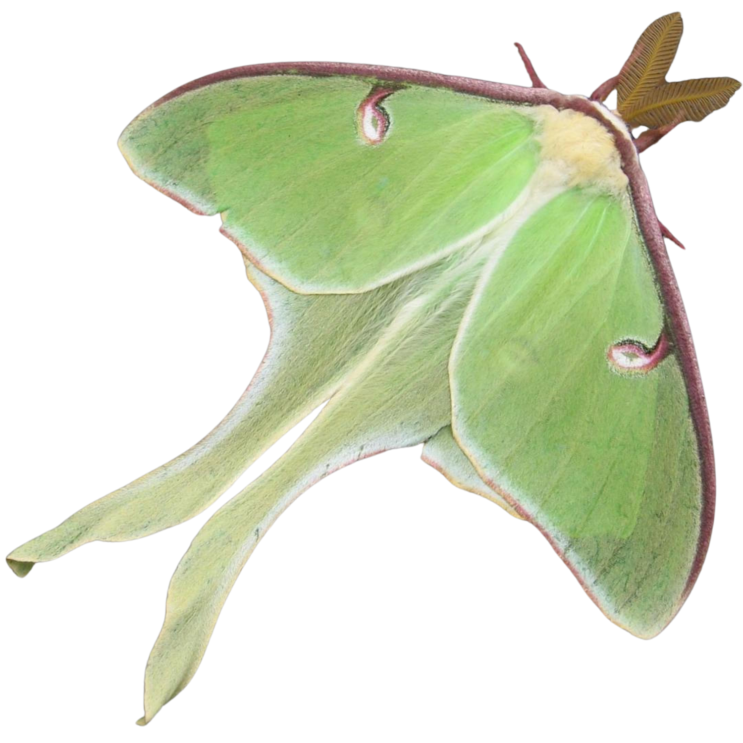 Neon butterfly specimen