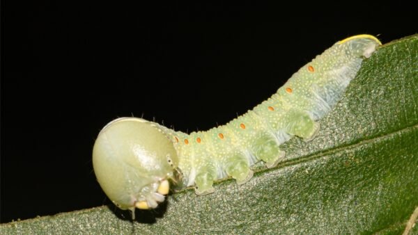 White-Dotted Prominent (Nadata gibbosa) - Framed Entomology Specimen