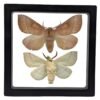 White-Dotted Prominent (Nadata gibbosa) - Framed Entomology Specimen