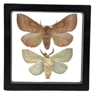 White-Dotted Prominent (Nadata gibbosa) - Framed Entomology Specimen