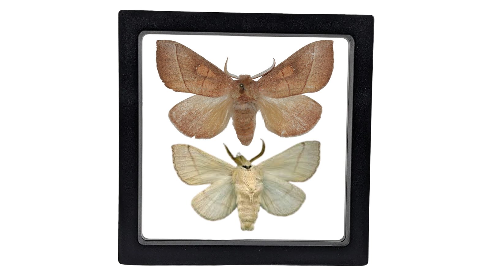 White-Dotted Prominent (Nadata gibbosa) - Framed Entomology Specimen