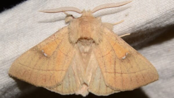 White-Dotted Prominent (Nadata gibbosa) - Framed Entomology Specimen