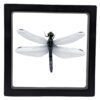 Pachydiplax longipennis - FRAMER Blue Dasher (Pachydiplax longipennis) - Framed Entomology Specimen