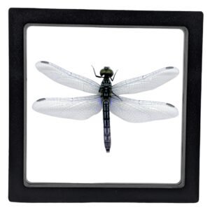 Blue Dasher (Pachydiplax longipennis) - Framed Entomology Specimen