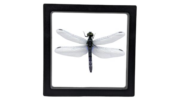 Pachydiplax longipennis - FRAMER Blue Dasher (Pachydiplax longipennis) - Framed Entomology Specimen