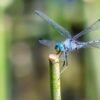 Pachydiplax longipennis - IMG 1 Blue Dasher (Pachydiplax longipennis) - Framed Entomology Specimen