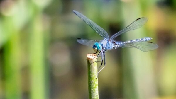 Pachydiplax longipennis - IMG 1 Blue Dasher (Pachydiplax longipennis) - Framed Entomology Specimen