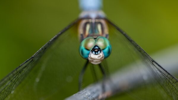 Pachydiplax longipennis - IMG 2 Blue Dasher (Pachydiplax longipennis) - Framed Entomology Specimen