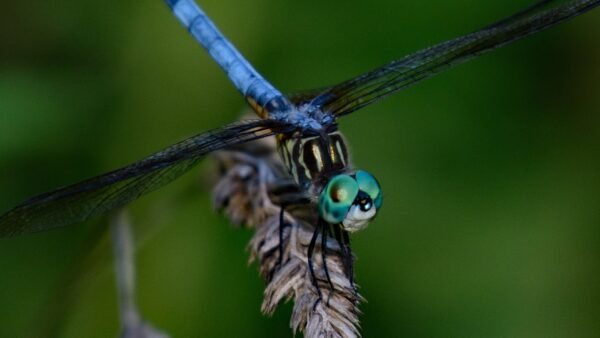 Pachydiplax longipennis - IMG 3 Blue Dasher (Pachydiplax longipennis) - Framed Entomology Specimen