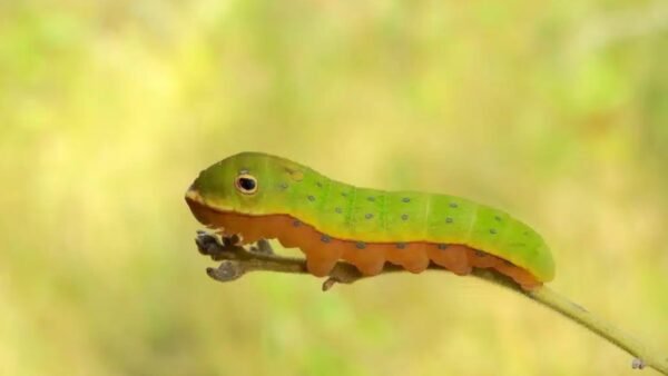 Palamedes Swallowtail (Papilio Palamedes) - Framed Entomology Specimen