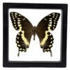 Palamedes Swallowtail (Papilio Palamedes) - Framed Entomology Specimen