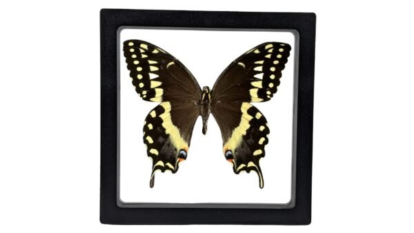 Palamedes Swallowtail (Papilio Palamedes) - Framed Entomology Specimen