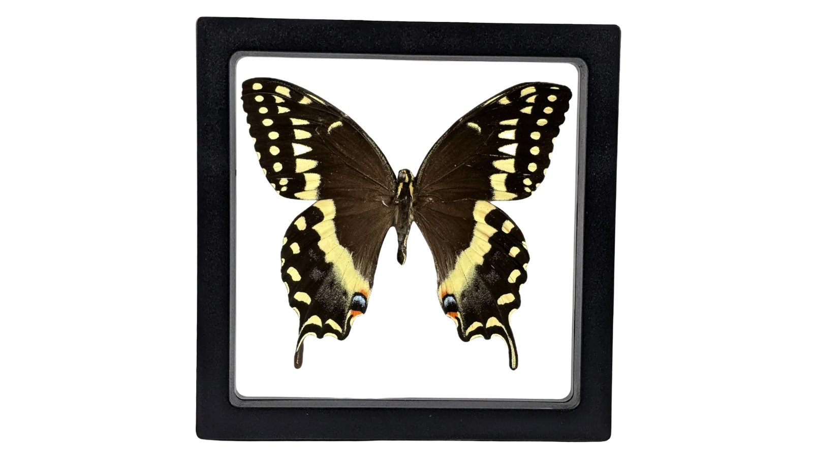 Palamedes Swallowtail (Papilio Palamedes) - Framed Entomology Specimen