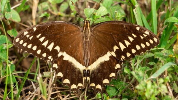 Palamedes Swallowtail (Papilio Palamedes) - Framed Entomology Specimen