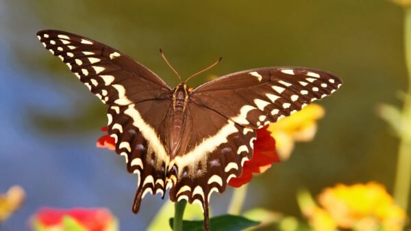 Palamedes Swallowtail (Papilio Palamedes) - Framed Entomology Specimen