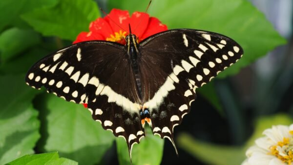 Palamedes Swallowtail (Papilio Palamedes) - Framed Entomology Specimen