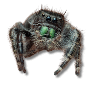 Jumping Spider (Phidippus spp.)