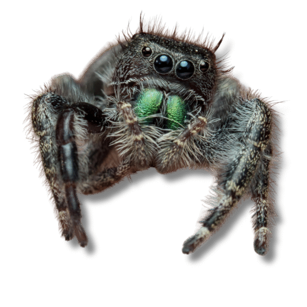 Phidippus regius - IMG-0 Jumping Spider (Phidippus spp.)