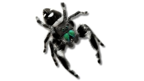 Phidippus regius - IMG-00 Jumping Spider (Phidippus spp.)