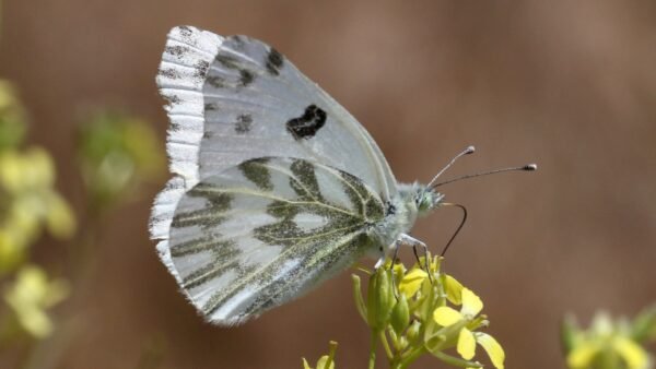 Pontia protodice - 1 Checkered White (Pontia protodice) - Framed Entomology Specimen