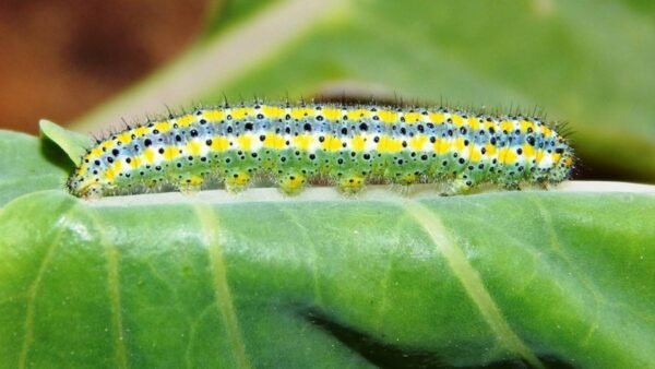 Pontia protodice - Caterpillar Checkered White (Pontia protodice) - Framed Entomology Specimen