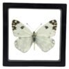 Pontia protodice - FRAMER Checkered White (Pontia protodice) - Framed Entomology Specimen