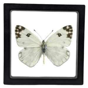 Checkered White (Pontia protodice) - Framed Entomology Specimen
