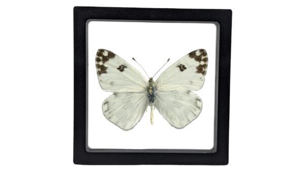 Pontia protodice - FRAMER Checkered White (Pontia protodice) - Framed Entomology Specimen