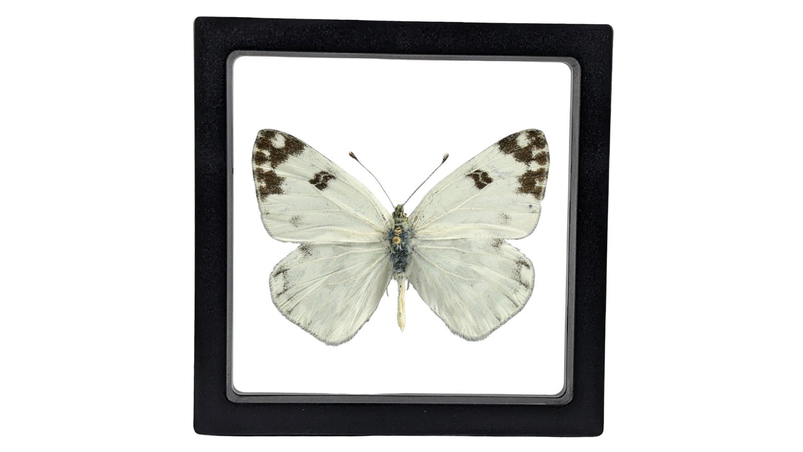 Checkered White (Pontia protodice) - Framed Entomology Specimen