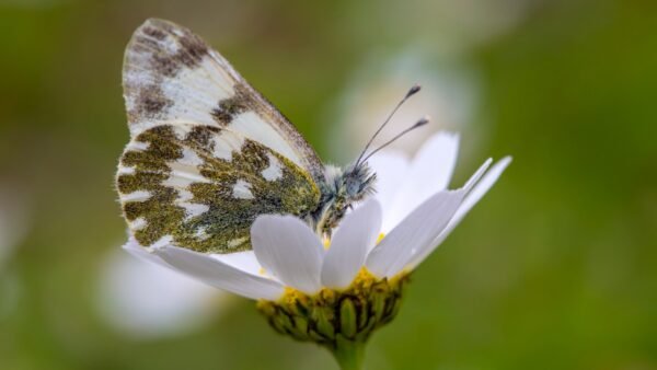 Pontia protodice - IMG 1 Checkered White (Pontia protodice) - Framed Entomology Specimen