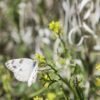 Pontia protodice - IMG 2 Checkered White (Pontia protodice) - Framed Entomology Specimen