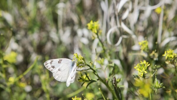Pontia protodice - IMG 2 Checkered White (Pontia protodice) - Framed Entomology Specimen