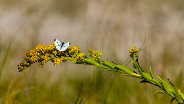 Pontia protodice - IMG 3 Checkered White (Pontia protodice) - Framed Entomology Specimen