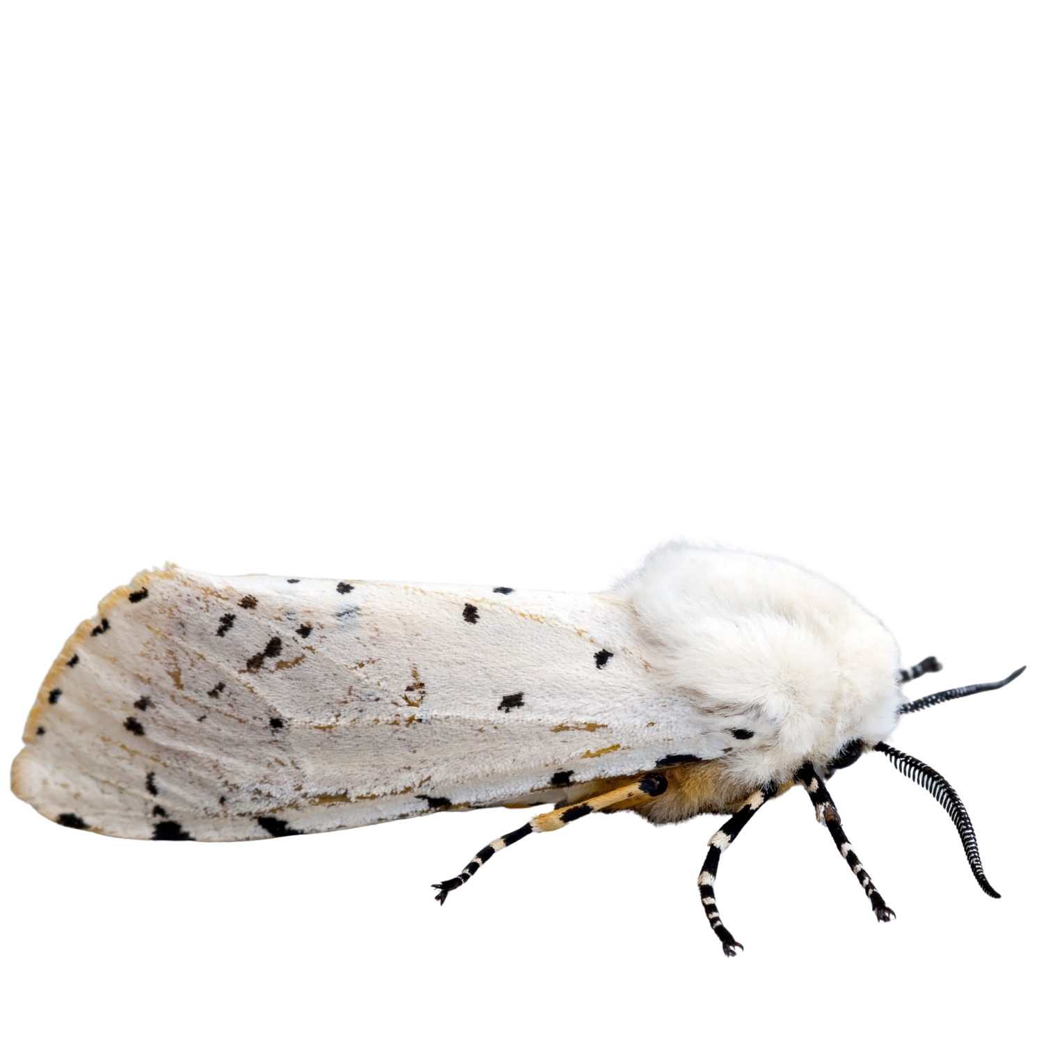 Iridescent moth specimen