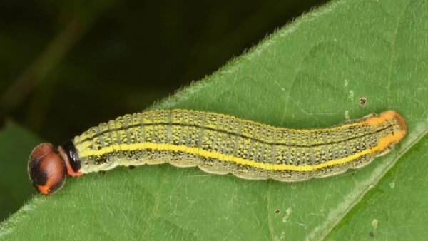Long-Tailed Skipper (Urbanus proteus) - Framed Entomology Specimen
