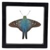 Long-Tailed Skipper (Urbanus proteus) - Framed Entomology Specimen