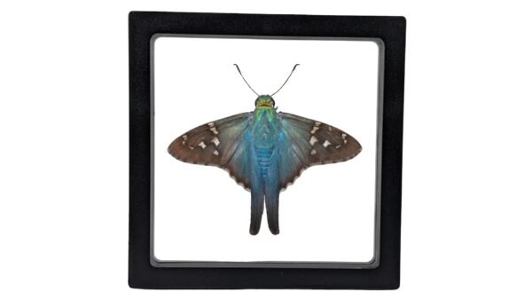 Long-Tailed Skipper (Urbanus proteus) - Framed Entomology Specimen