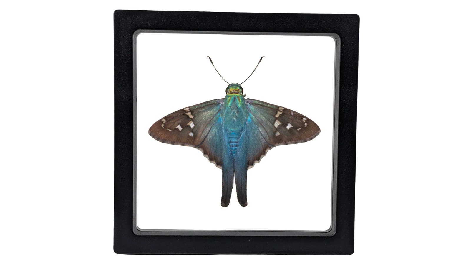 Long-Tailed Skipper (Urbanus proteus) - Framed Entomology Specimen