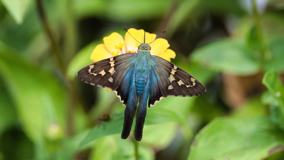 Long-Tailed Skipper (Urbanus proteus) - Framed Entomology Specimen – alternate view