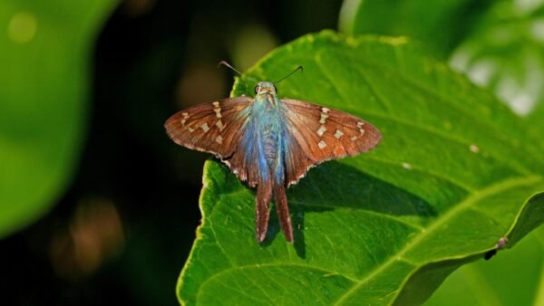 Long-Tailed Skipper (Urbanus proteus) - Framed Entomology Specimen