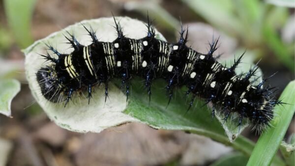American Lady (Vanessa virginiensis) - Framed Entomology Specimen