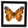 American Lady (Vanessa virginiensis) - Framed Entomology Specimen