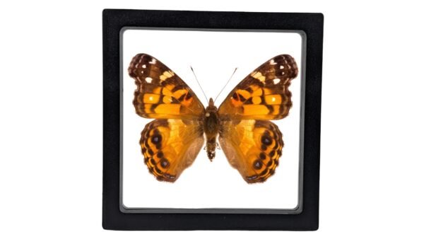 American Lady (Vanessa virginiensis) - Framed Entomology Specimen