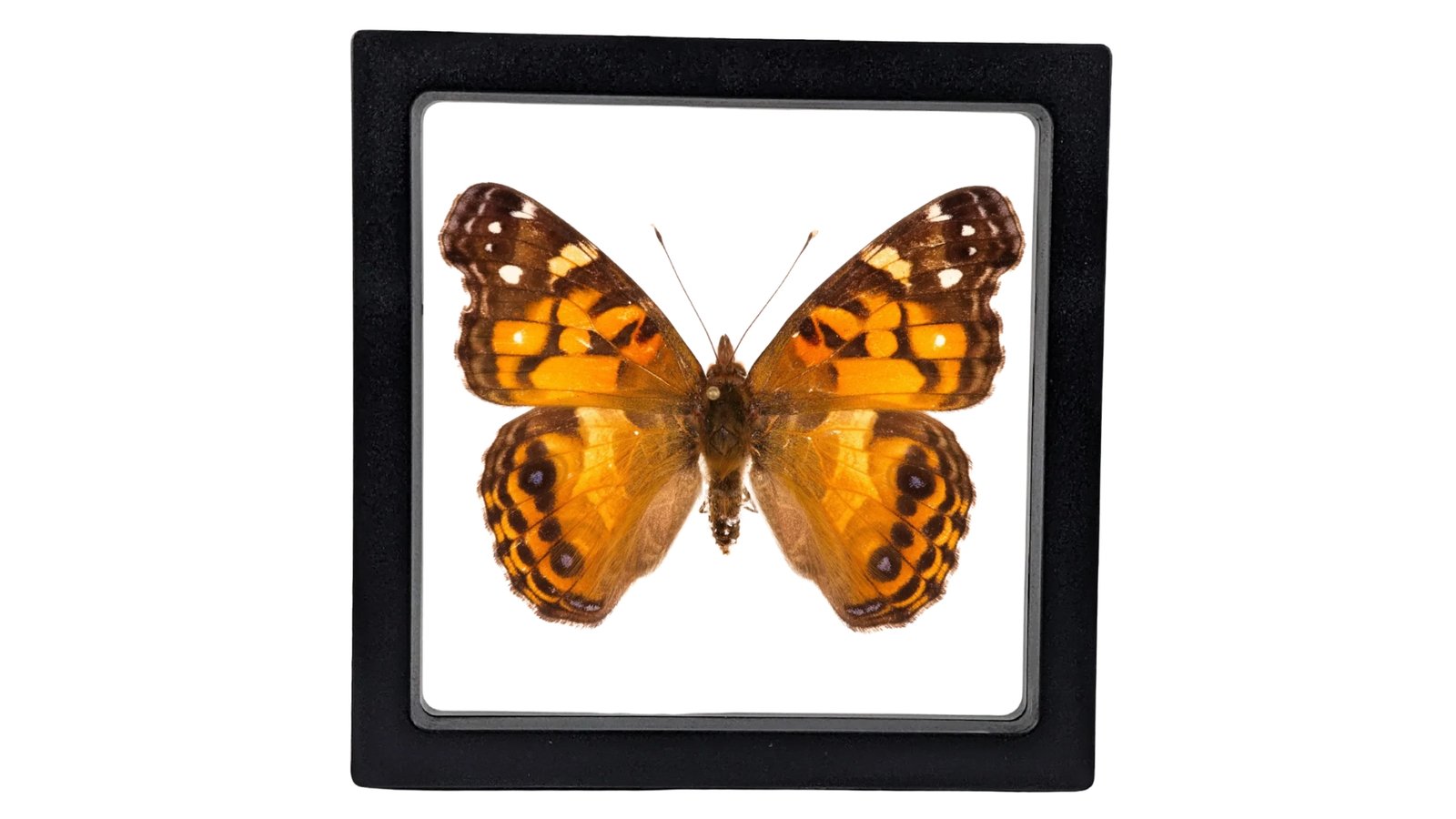 American Lady (Vanessa virginiensis) - Framed Entomology Specimen